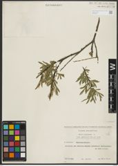 Foto von Salix purpurea L.